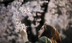 Bunga Sakura Diprediksi Mekar Lebih Awal di Jepang Tahun Ini