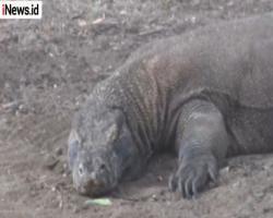 Pulau Komodo Ditutup Setahun, Gubernur NTT Sebut Wisatawan Tetap Bisa Datang