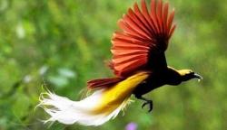 Rawan Perburuan, 15 Persen Burung Endemik Indonesia Terancam Punah
