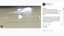Viral, Lumba-Lumba Muncul di Sungai Labuhanbatu