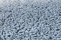 Kematian Ratusan Ribu Ikan Tak Terkendali, Pemerintah Australia Cemas