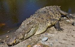 Ngeri, Puluhan Buaya Penangkaran Kabur dari Kandang Teror Warga
