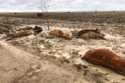 Banjir di Australia Tewaskan Ratusan Ribu Ekor Sapi