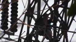 Nekat Lompat dari Tower Sutet di Batubara, Penderita Sakit Jiwa Tewas