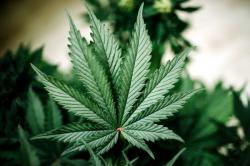 Indonesia dan 45 Negara Ungkapkan Keprihatinan atas Tren Legalisasi Ganja untuk Rekreasi