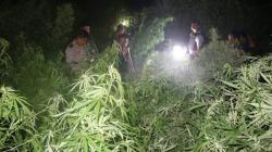 Lahan Perhutani Ditanami Ganja 1,5 Hektare, Camat Akui Kecolongan