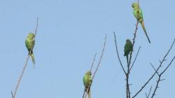 Burung Beo Pecandu Narkoba Buat 'Kegaduhan' di India
