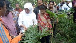 Temui Petani Porang, Khofifah Bantu Budi Daya Hingga Alat Pengolahan