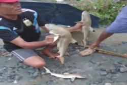 Video Penemuan 3 Ekor Ikan Hiu di Sentani Jayapura Hebohkan Warga