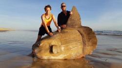 Ikan Mola-Mola Raksasa Terdampar di Pantai Australia Selatan
