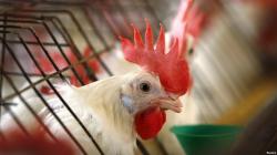 Singapura Jadi Negara Pertama di Dunia Jual Daging Ayam dari Hewan Tak Disembelih<