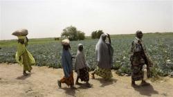 10 Petani Tewas Dibunuh Geng Bandit di Nigeria