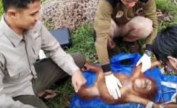Anak Orang Utan Tersesat di Kebun Warga, Tim BKSDA Segera Evakuasi