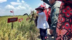 Megawati Gelar Panen Raya Padi MSP di Indramayu