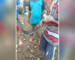 Tangkap Ular Sanca, Pria di Banten Terkena Gigitan