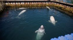 Rusia Bakal Bebaskan Hampir 100 Paus Orca dan Beluga dari 'Penjara'