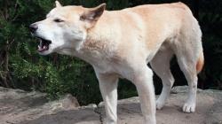 Geger Balita di Pulau Fraser Diserang Anjing Liar Australia saat Tidur