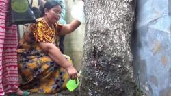 Pohon Akasia Menangis di Jember seperti Suara Perempuan Gegerkan Warga