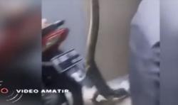 Heboh Penampakan Biawak 2 Meter di Pemukiman Warga Kemayoran