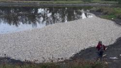 Ribuan Ikan Mati Mendadak di Pantai Trisik, Ini Hasil Temuan DKP Kulonprogo