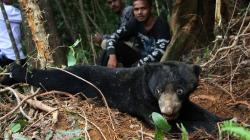 Sepasang Beruang Madu Terjerat Perangkap di Kebun Sawit Aceh Barat Daya