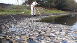 Cegah Penyakit, Ribuan Ikan Mati di Laguna Pantai Trisik Dikuburkan