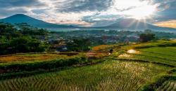 6 Fakta Menarik Gunung Sindoro, Ada Hamparan Bunga Edelweiss hingga Telaga Ajaib di Puncak