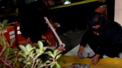 5 Bom Aktif Gegerkan Warga Cirebon, Polisi Buru Pelaku