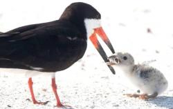 Ketika Seekor Burung Beri Makan Anaknya Puntung Rokok