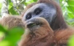 Video Amatir Rekam Kemunculan Orangutan di Area Pembangunan PLTA Batang Toru