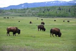 Bocah 9 Tahun Terlempar usai Diserang Bison di Kebun Binatang AS
