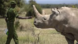 Pakar Hewan Berhasil Biakkan Badak Putih yang Hampir Punah di Afrika