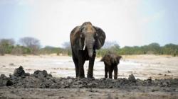 Gajah Liar Afrika Kini Dilarang Dikirim ke Kebun Binatang di Seluruh Dunia