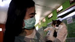 Berawal Hobi, Gadis asal Jombang Ini Jadi Jutawan dengan Beternak Kucing<