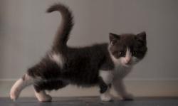 Lucunya, Ini Kucing Hasil Kloning Pertama di Dunia Senilai Rp500 Juta