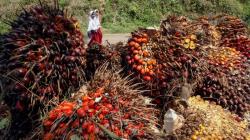Pengusaha Kelapa Sawit RI Mau Impor Serangga dari Afrika, Buat Apa?