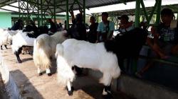 Jelang HUT ke-68 Kulonprogo, 130 Sapi dan Kambing Ikut Kontes Ternak