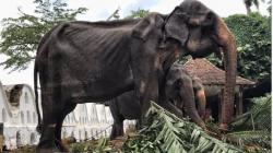 Gajah Kurus Umur 70 Tahun yang Dipaksa Pawai dengan Kaki Dirantai Mati: Penderitaan Tikiri Sudah Berakhir