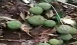 Video Viral Durian Kura-Kura Buahnya Tumbuh di Tanah