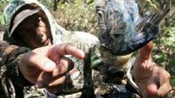 Miris, Spesies Burung Langka di Hutan Mangrove Pamurbaya Mati akibat Diburu