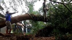 2 Pohon Beringin Raksasa di Semarang Tumbang, Warga Panik Terdengar Suara Gemuruh Kencang<