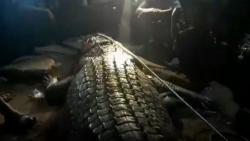 Ibu di Indragiri Hilir Riau Diterkam Buaya saat Wudu di Sungai, Beruntung Korban Selamat