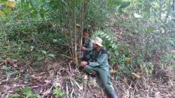 Harimau Kembali Mangsa Ternak Warga di Langkat, Aksinya Terekam Kamera Trap