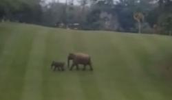 Video 2 Ekor Gajah Sumatera Lewati Lapangan Golf di Riau