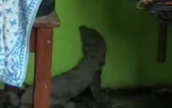 Evakuasi Biawak Diduga Makan Anak Kucing di Atas Plafon Rumah Warga Berlangsung Dramatis