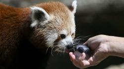 Kabur 9 Hari dari Kebun Binatang, Panda Merah Ditemukan saat Bermain di Taman Rumah