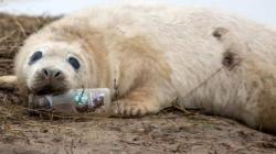 Viral Foto Botol Starbucks di Mulut Anjing Laut, Ancaman Nyata Sampah Plastik