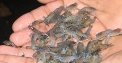 Lagi, Bea Cukai Jabar Gagalkan Penyelundupan Bayi Lobster ke Singapura