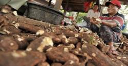 Harga Singkong di Lampung Terjun Bebas jadi Rp1.000 per Kg gegara Impor, Petani Menjerit