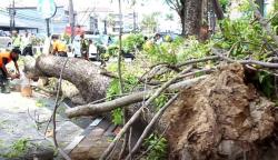Tak Ada Angin, Pohon Tumbang Timpa 2 Mobil di Jalan Bypass Kuta Bali<